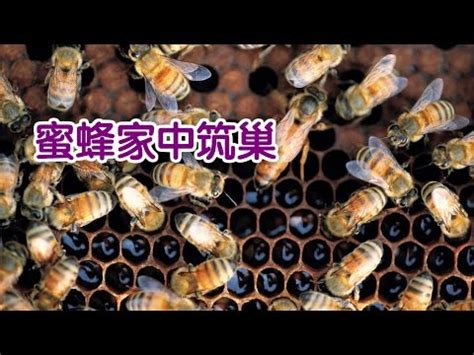 蜜蜂 築巢 風水|【蜜蜂窩 風水】蜜蜂在我家築巢風水好 